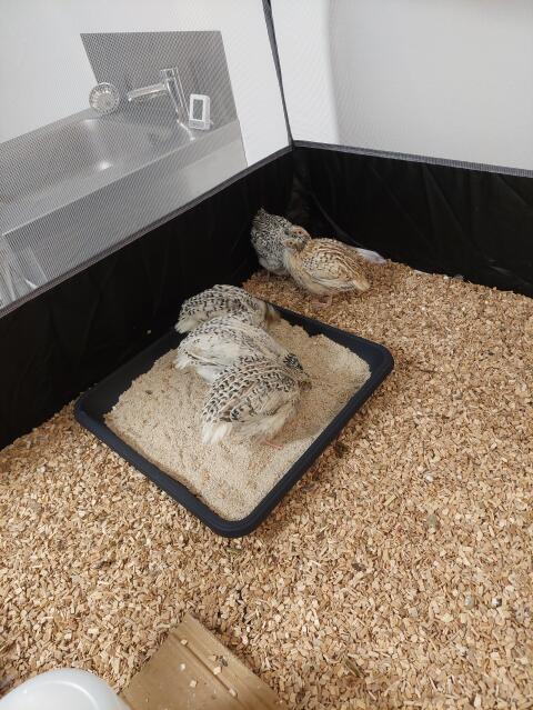 Wachtelhähne Perlfee