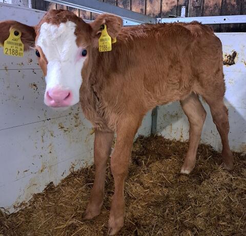 Limousin Kuhkalb