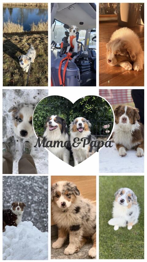 Wurfankündigung Australian Shepherd 2026