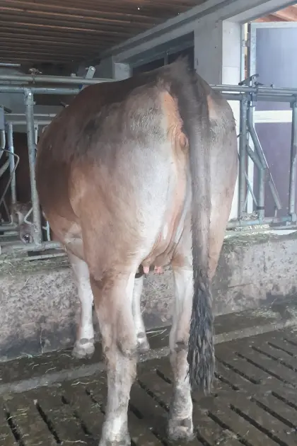 2 Braunviehkalbinnen