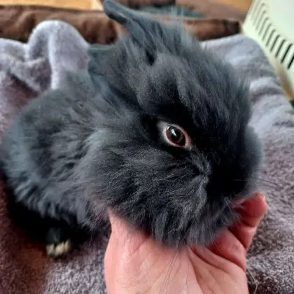 Zwergkaninchen Löwenkopf junge Kaninchen