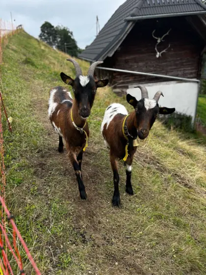 Zwei Steirerschecken zu verkaufen