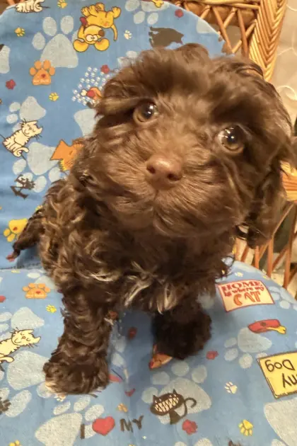 Bolonka Zwetna 8 Wochen mit AT