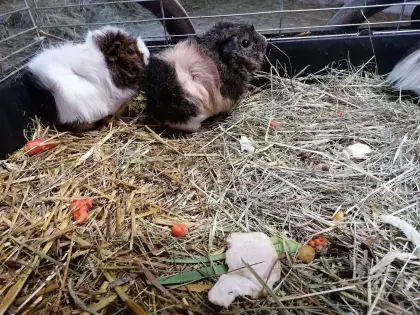 Meerschweinchen männlich