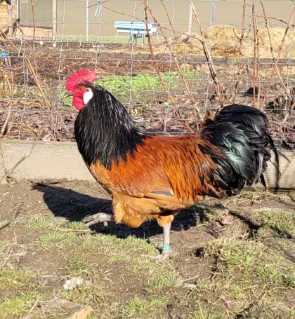 Reinrassiger Vorwerkhahn abzugeben, beringt!