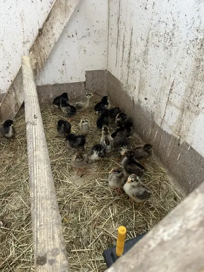 Küken von Zweinutzungshühnern