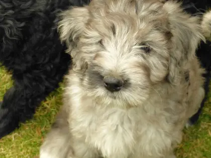 Bergamasker Hirtenhunde - Welpen suchen ein Zuhause