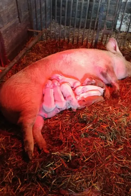 Duroc-Edelschwein Ferkel