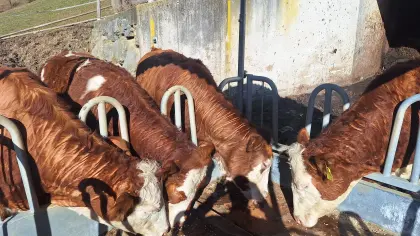 BIO-Kalbinnen trächtig