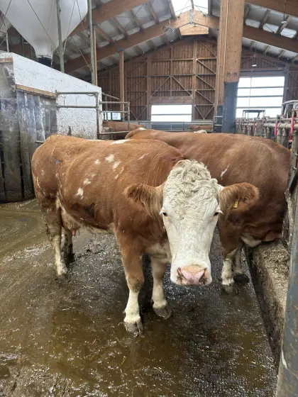 Verkaufe BIO/ZZU-Fleckviehkuh