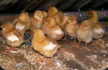 Küken Sussex und braune Legehennen