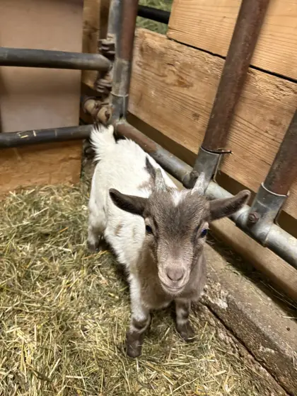 Mini Zwergziegenbock