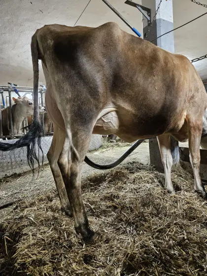 Top Jersey Erstlingskuh