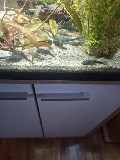 Aquarium Putzerfische Antennenwelse