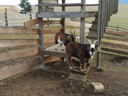 Zwergziegen zu verkaufen
