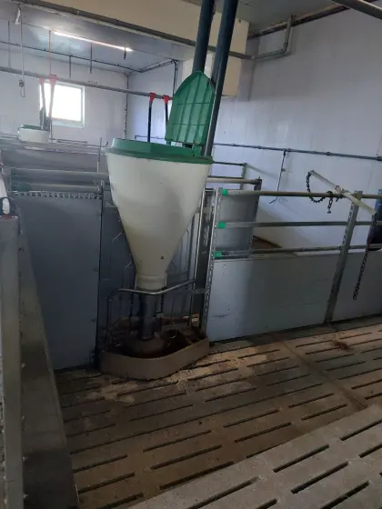 Mastschweine-Aufstallung