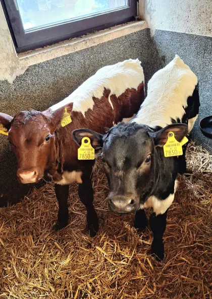 22 Pinzgauer Kühe mit Kälbern zu verkaufen.