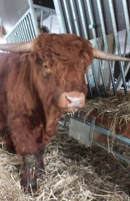 Hochlandrind Stier (Zuchtstier) BIO