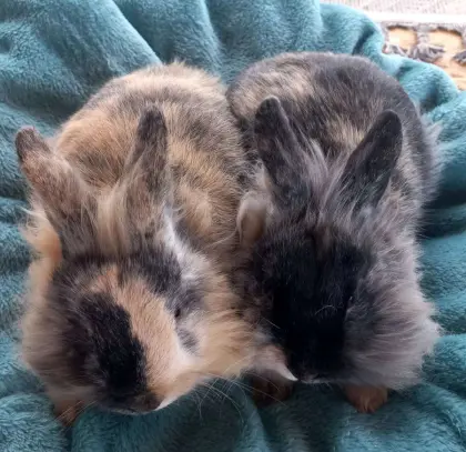 Zwergkaninchen Löwenkopf