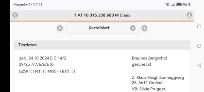 Gescheckte HB-Widder zu verkaufen beide 1b