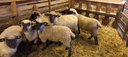 Weibliche Schwarzkopfschafe