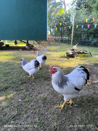 Bruteier Zwerg Wyandotten