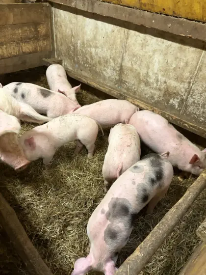 Verkaufe Ferkel Landrasse x Pietrain ca. 25-30 kg (Dezember)