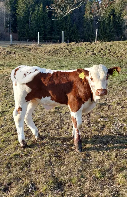 Bio Pustertaler Sprinzen Stier