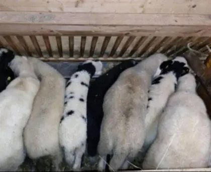 Suche das ganze Jahr Lämmer und Altschafe