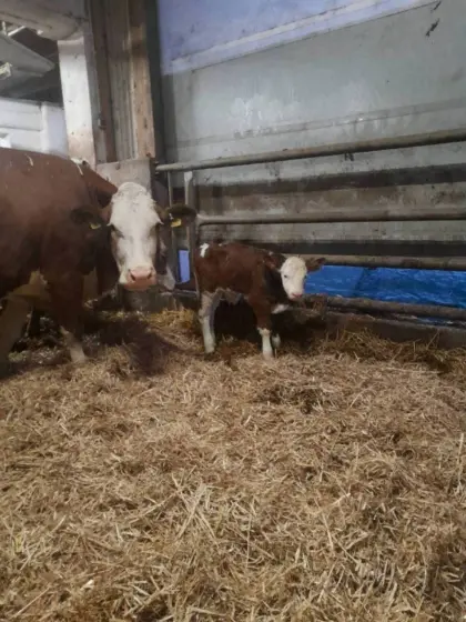 Fleckviehstierkälber zu verkaufen!