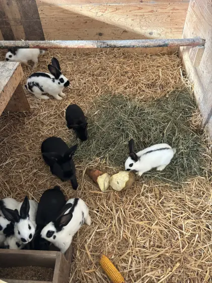 Reinrassige Riesenschecken, Fleischhasen