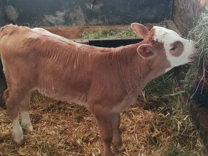Fleckviehkalb weiblich
