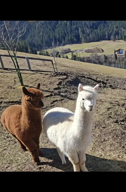 Alpaka Junghengst Loui und Vito, 3 Jahre