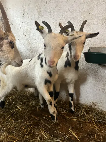 Reinrassige Tauernschecken Kitze