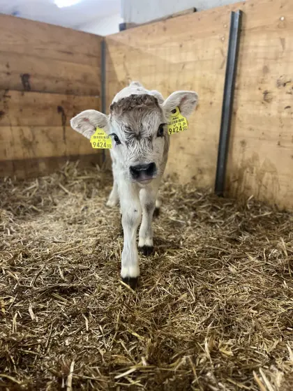 Schönes Bio Grauvieh Kuhkalb Livia