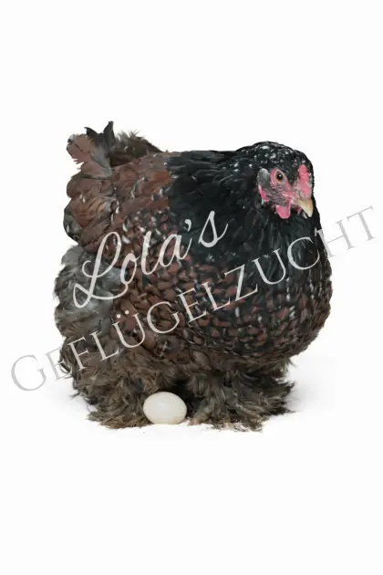 Bruteier Brahma gemischte Farbschläge aus Qualitätszucht