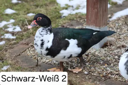 Warzenenten/Moschusenten