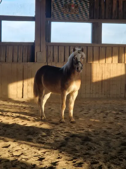 Südtiroler Reinbluthaflinger-Wallach
