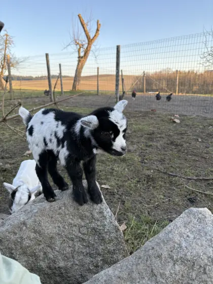 Zwergziegenbock