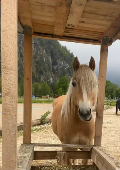 Stalltrakt für Selbstversorger zu vergeben