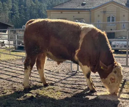 Verkaufe genetisch hornlosen Fleckvieh-Fleisch Stier