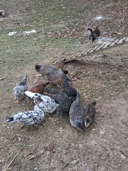 Steinpiperl Junghühner