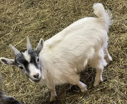Ziege Zwergziege Mischling Bockerl