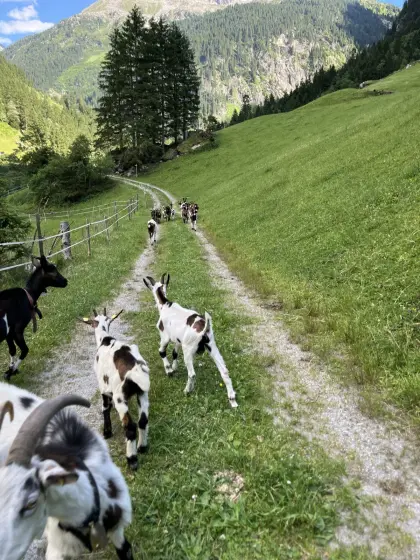 Ziegen, Böcke, Kitz gesucht