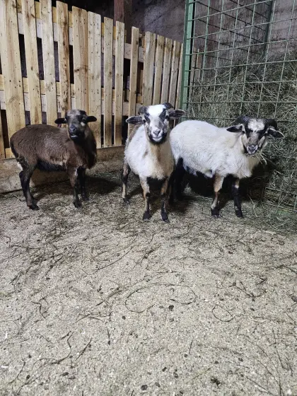 Schafböcke zu verkaufen