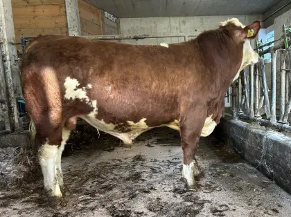 Zuchtstier Fleckvieh-Fleisch genetisch hornlos