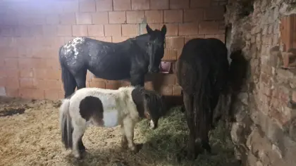 Mini Shetlandpony
