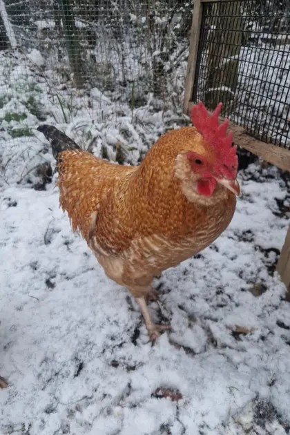 Junger, gesunder Hahn zu verschenken (ca. 9 Monate alt)