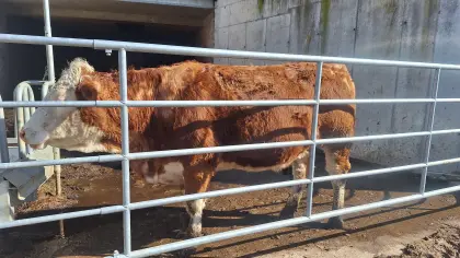 BIO Kalbinnen trächtig