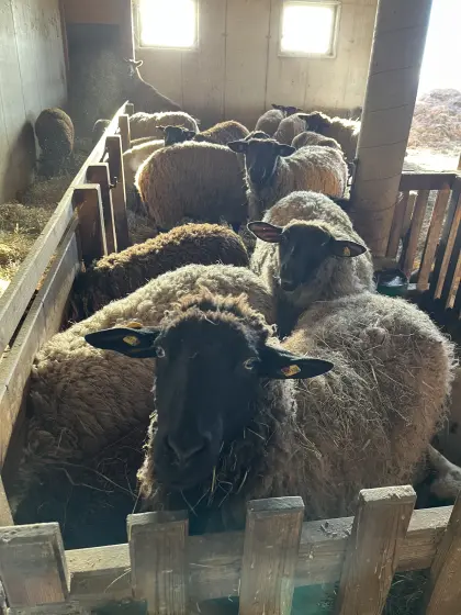Schwarzkopf Schafe mit Papieren